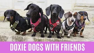 Funny Dachshund playing with Dogs videos compilation 2021 ,Doxie dogs playful time with friends 2021