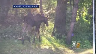 Moose On The Loose In Westchester