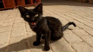 A skinny, black kitten is very scared because her mother abandoned her. Rescue kitten.