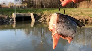 Fishing for CREEK MONSTERS!!! (Giant Baits)