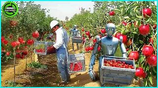 The Most Modern Agriculture Machines That Are At Another Level,How To Harvest Pomegranate In Farm ▶1