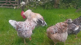 Swedish Flower Hens grazing on grass