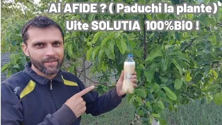 Get rid of aphids with this 100% BIO insecticide