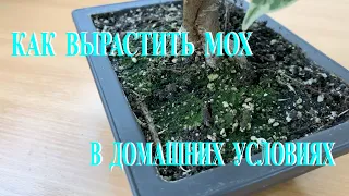 Как вырастить мох в домашних условиях