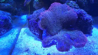 my giant Red Carpet Nem got sucked into my powerhead!!!