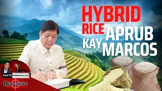 HYBRID RICE aprubado na ni PBBM na ipatupad na sa buong Bansa.