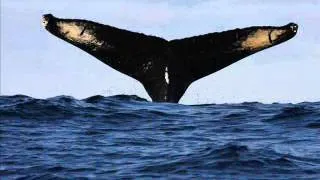 Song of the World's Last Whale.wmv