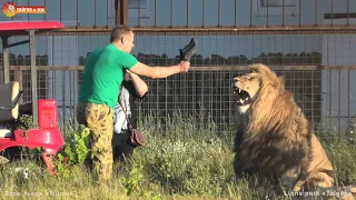 Олег Зубков среди львов. Подсмотрено в сафари. Тайган. Lions life in Taigan.