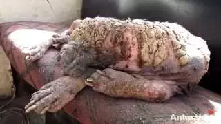 Awe-inspiring recovery of a dog turning to stone from mange.