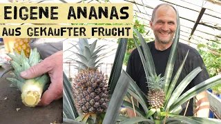 Ananas selber ziehen und ernten aus gekaufter Supermarktananas. Anleitung zur eigenen Pflanze.