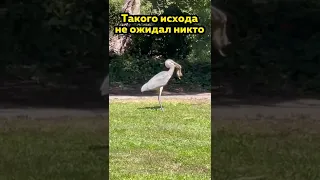 Заходят как-то в бар орёл, цапля и грызун… #shorts