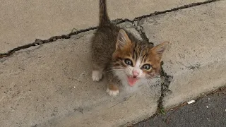 Tiny Kitten's Cry for Help on a Freezing Cold Day