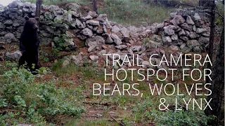 Trail camera hotspot for stunning bears, wolves, lynx, martens and boar in Croatia