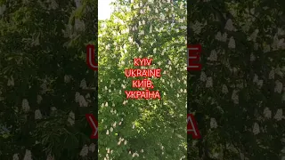 Квітнуть Каштани, Хрещатик, Київ, Україна. Chestnut Tree Flowers, Khreschatik, Kyiv Ukraine 08.05.24