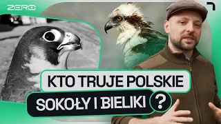 GATUNEK ZERO #14: TRAGICZNA HISTORIA SOKOŁÓW Z LUBLINA. KTO ODPOWIADA ZA ICH ŚMIERĆ?