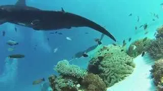 Diving with Manta Rays in Komodo islands