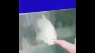 Fish screaming