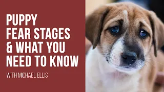 Michael Ellis on Puppy Fear Stages and What You Need to Know