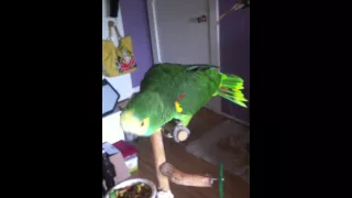 Touki-Metal Parrot headbanging on Anthrax song...!!