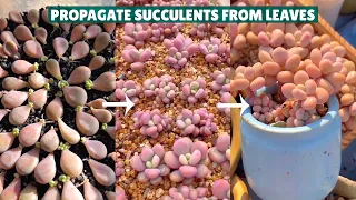 How I Propagate Succulents from Leaves in 6 Months 🪴| 多肉植物 | 다육이들 | Suculentas