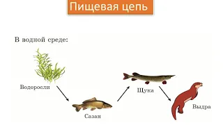 Что такое пищевые цепи. Составление модели пищевых цепей