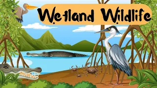 WETLAND ANIMALS - Swamp Wildlife With Nature Sounds