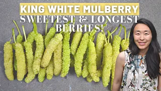 King White Mulberry - Foodforest tour | White Shahtoot Mulberry | The biggest and sweetest Mulberry!