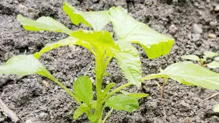 Planting wild Spinach // Marie's 716 garden vlog
