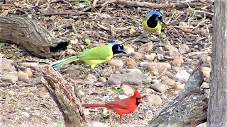 Laguna Atascosa, Tropical Birds and More in South Texas