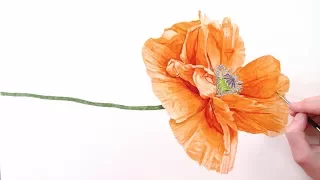 How to paint realistic papery poppy petals in watercolor with Anna Mason