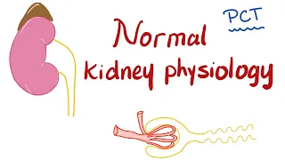 Normal Kidney Physiology | Proximal Convuluted Tubule (PCT)