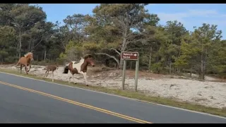 Wild ponies chase each other on Assateague Island