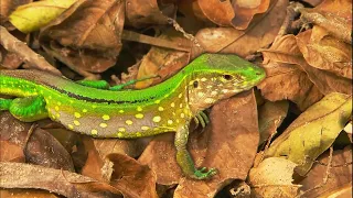 The Unique Undiscovered Creatures Of Venezuela's Animal Kingdom | The Real Lost World | Real Wild