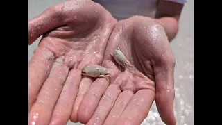 Sand Flea | Catch and Cook