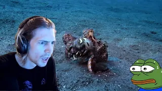 xQc reacts to Octopus Kills Shark and A Coconut Octopus Uses Tools to Snatch a Crab