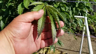 Nutrient Lockout & Leaf Claw