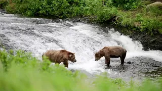 McNeil Bears