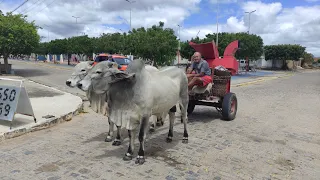 VISITANDO A REGIÃO DE SERRA BRANCA, CARNAÍBA PERNAMBUCO. VEJA A CULTURA E TRADIÇÃO DO CARRO DE BOI.