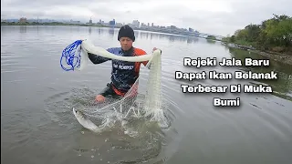 Rejeki Jala Ikan Di Muara Dapat Babon Belanak Terbesar Di Muka Bumi / Cast Net Mullet