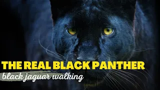 Wild Vibes | The Real Black Panther | Black Jaguar Walking In Forest