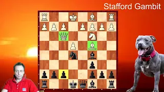 Enjoy the Stafford Gambit or Refute the Stafford Gambit!