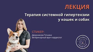 Терапия системной гипертензии у кошек и собак