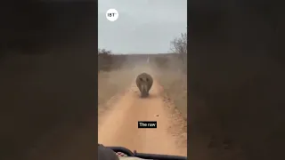 Rhino vs Safari Jeep