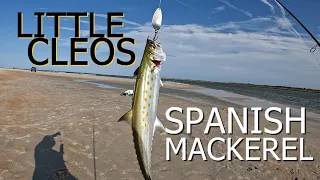 Little Cleos for Florida Spanish Mackerel