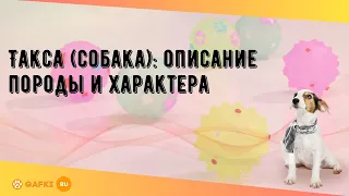 Такса (собака): описание породы и характера