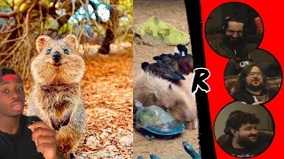 Top 10 Most Wholesome Animals (in my very biased opinion) - @mndiaye_97 | RENEGADES REACT