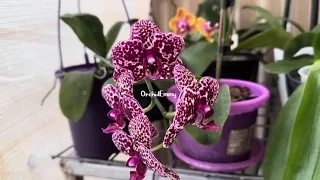 Some of Phalaenopsis in my collection - 2023 blooming season