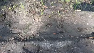 SkunkApe/Bigfoot Tracks in Central Florida