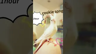 cookie song 🍪 #จิงเจอร์ปุ๊ดๆ #cockatiel