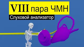 Преддверно-улитковый нерв и слуховой анализатор | Путь к мозгу  (схематично)  | Medanatfarm